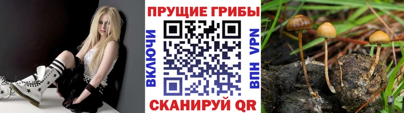 Галлюциногенные грибы Psilocybine cubensis  Купить  Кодинск 
